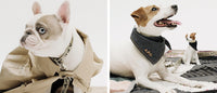 A.P.C. Toutou - Bulldog and Jack Russell side by side wearing A.P.C. Toutou collars, leashes, and bandana.